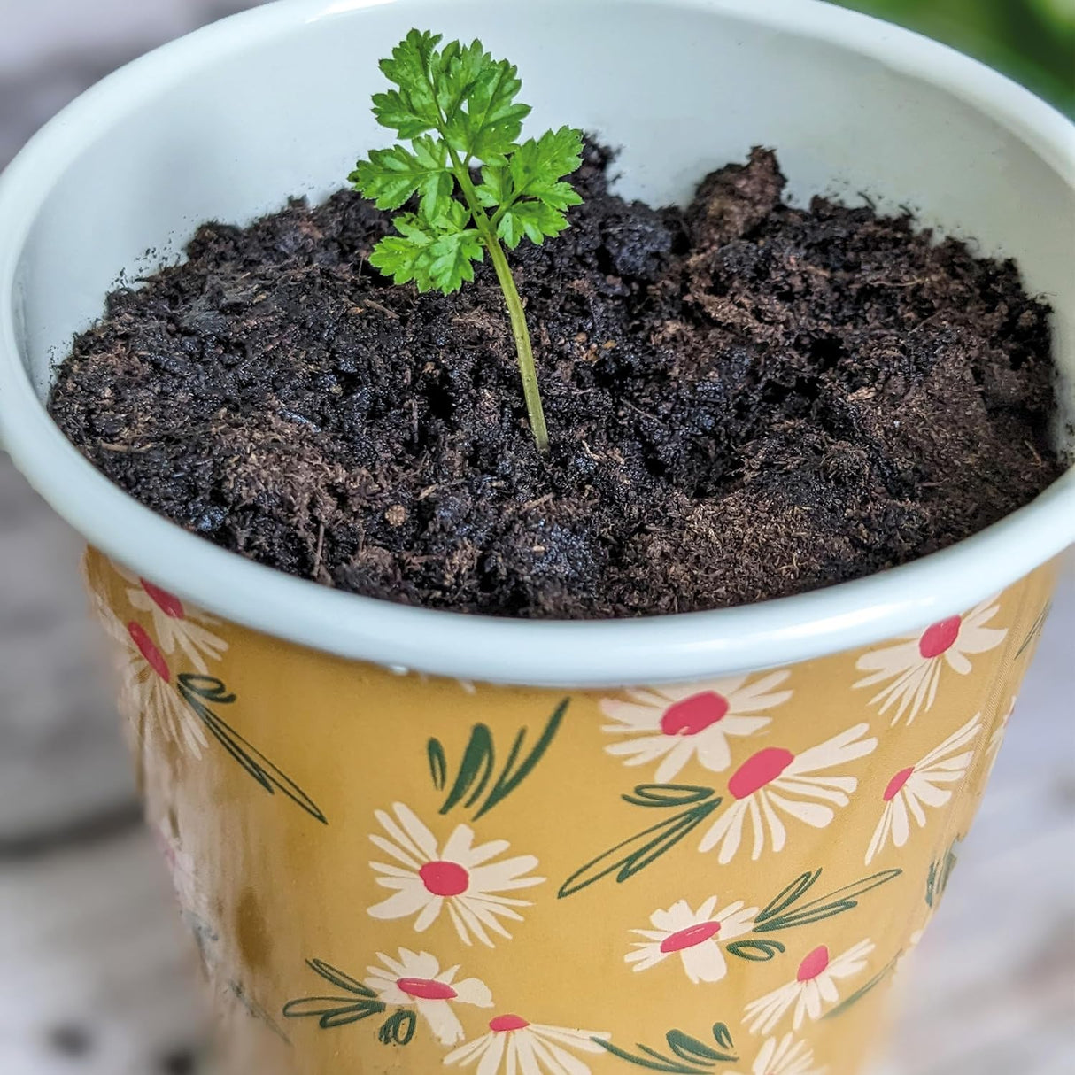 Willow and Belle Kitchen Herb Pots and Tray - Set of 3 Enamel Plant Pots