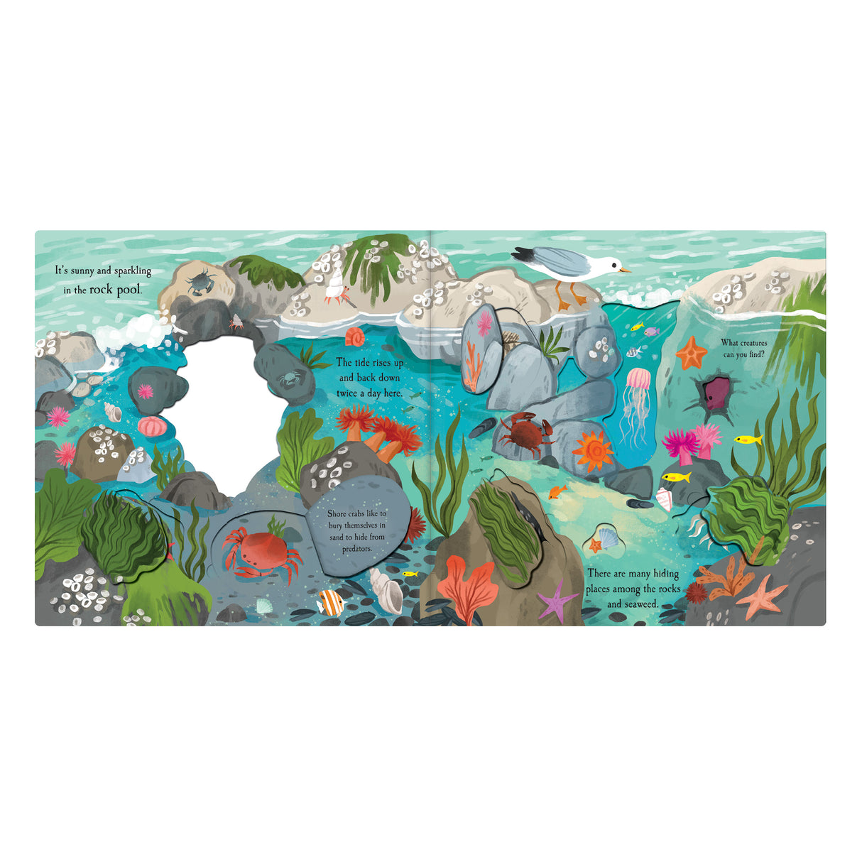 Let's Explore The Ocean - Children's Lift-The-Flap Book