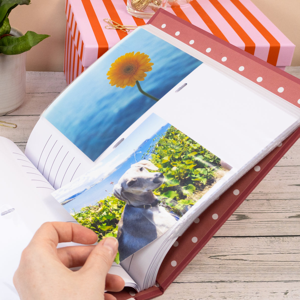 Flopsy Bunnies Photo Album - Forest Picnic