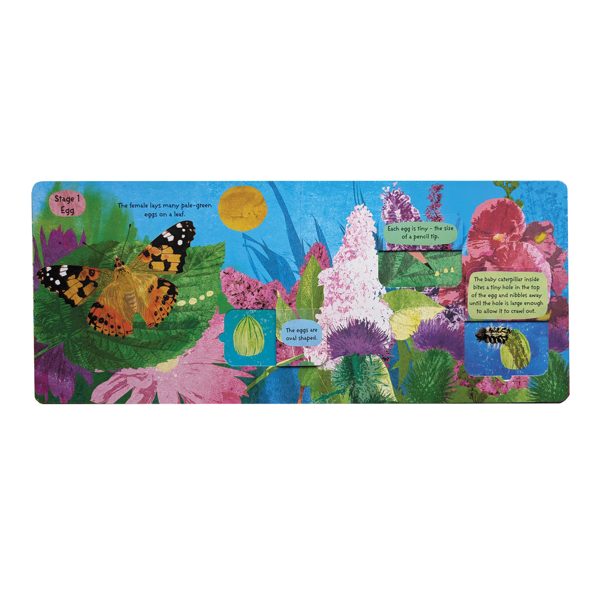 The Life Cycle of Butterflies - Children’s Lift-the-Flap Book