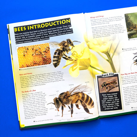 Animal Reference Books for Children