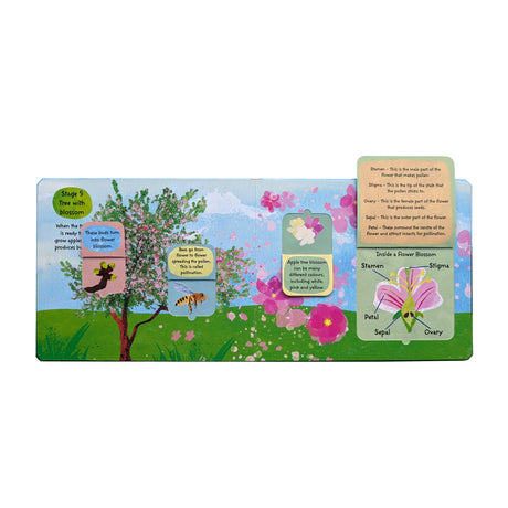 The Life Cycle of Trees - Children’s Lift-the-Flap Book