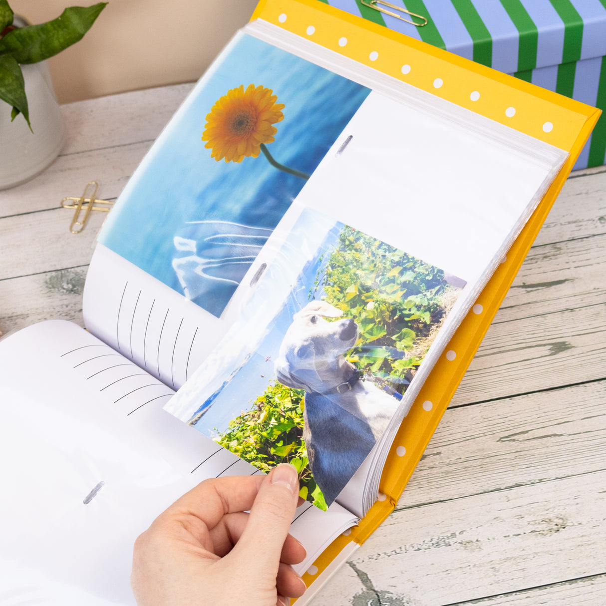 Jemima Puddle-Duck Photo Album - Forest Picnic