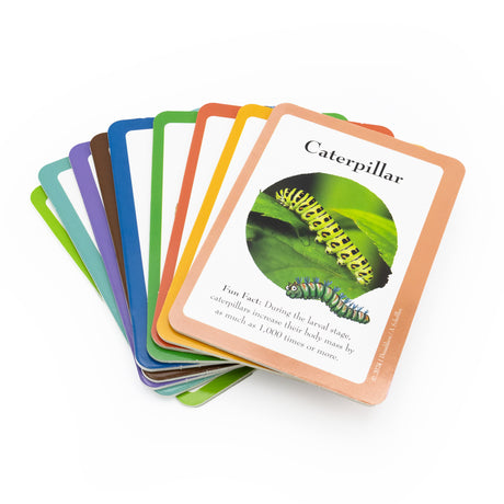 The Gruffalo Bug Spotter Activity Set