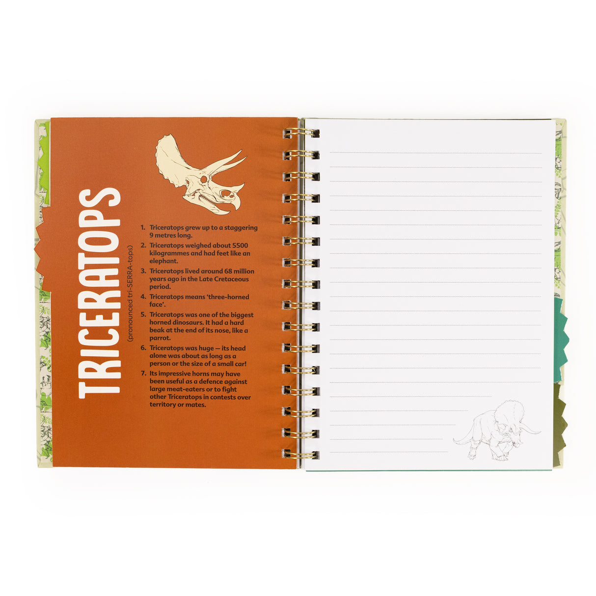 Natural History Museum Dinosaur A5 Wired Notebook with Dividers - Dippy