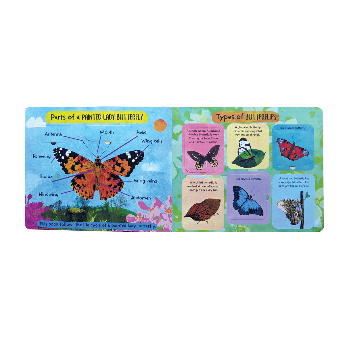 The Life Cycle of Butterflies - Children’s Lift-the-Flap Book